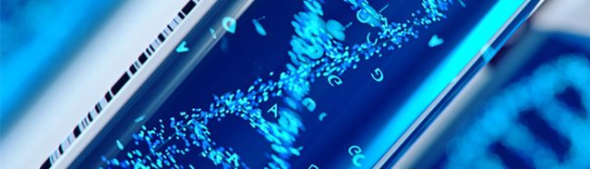 Блокирование гена S6K1 увеличивает продолжительность жизни мышей