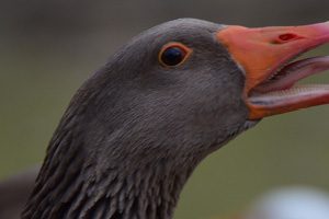 CDC: у пациента с птичьим гриппом из США выявлены мутации вируса