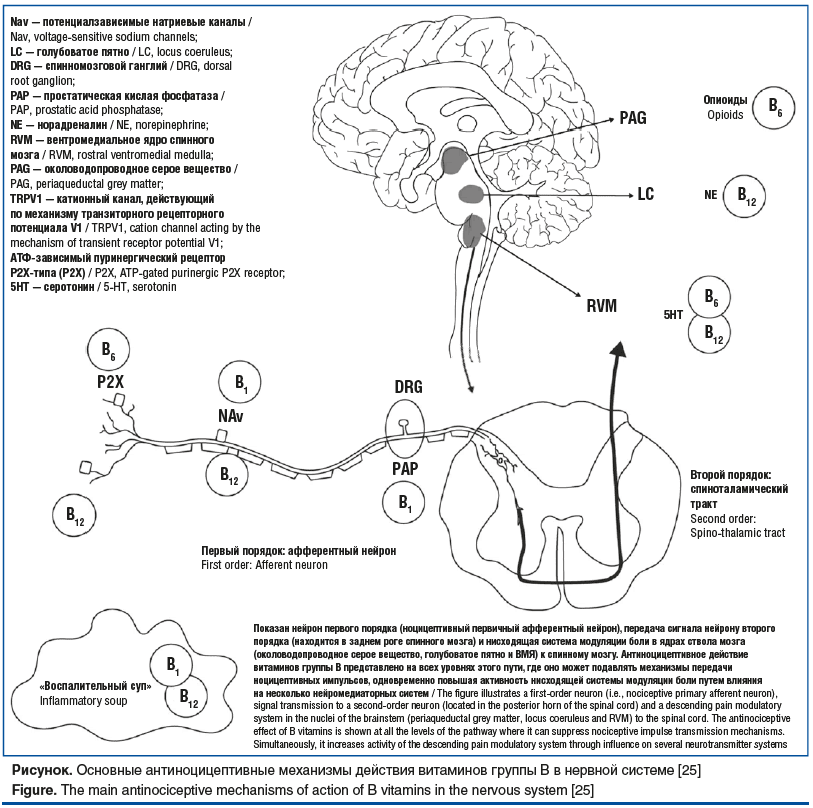 Рисунок. Основные антиноцицептивные механизмы действия витаминов группы В в нервной системе [25] Figure. The main antinociceptive mechanisms of action of B vitamins in the nervous system [25]