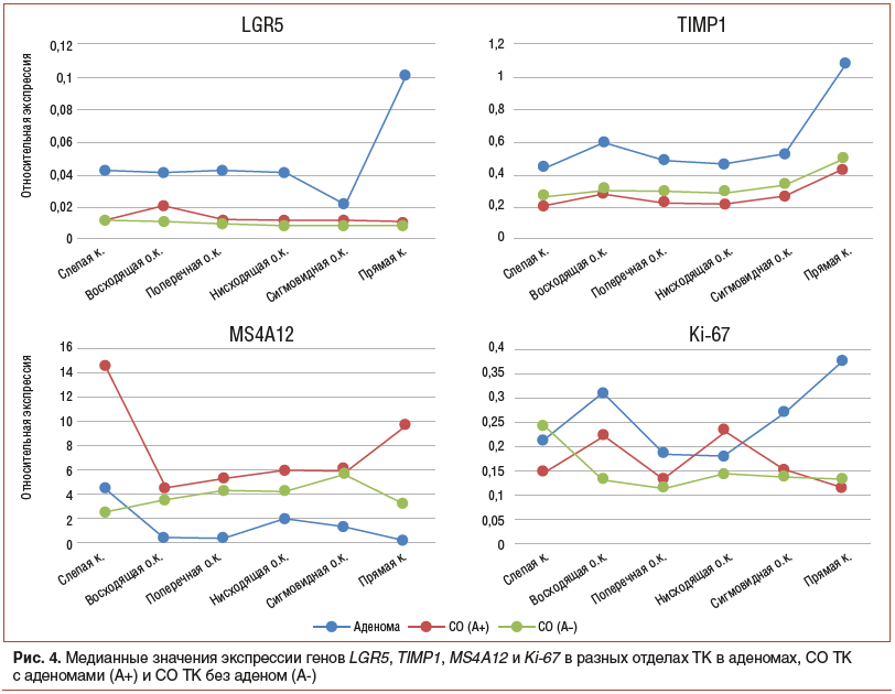Рис. 4. Медианные значения экспрессии генов LGR5, TIMP1, MS4A12 и Ki-67 в разных отделах ТК в аденомах, СО ТК с аденомами (А+) и СО ТК без аденом (А-)