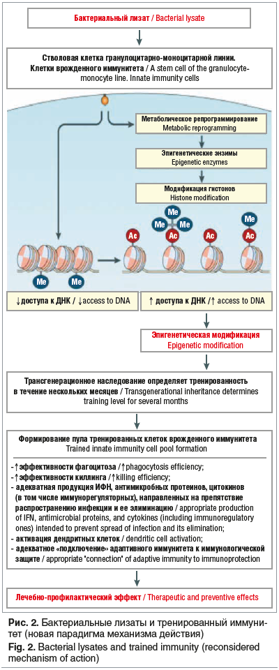 Рис. 2. Бактериальные лизаты и тренированный иммуни- тет (новая парадигма механизма действия) Fig. 2. Bacterial lysates and trained immunity (reconsidered mechanism of action)