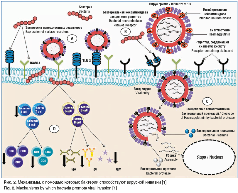 Рис. 2. Механизмы, с помощью которых бактерии способствуют вирусной инвазии [1] Fig. 2. Mechanisms by which bacteria promote viral invasion [1]