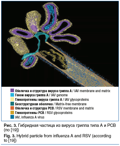 Рис. 3. Гибридная частица из вируса гриппа типа А и РСВ (по [19]) Fig. 3. Hybrid particle from influenza A and RSV (according to [19])