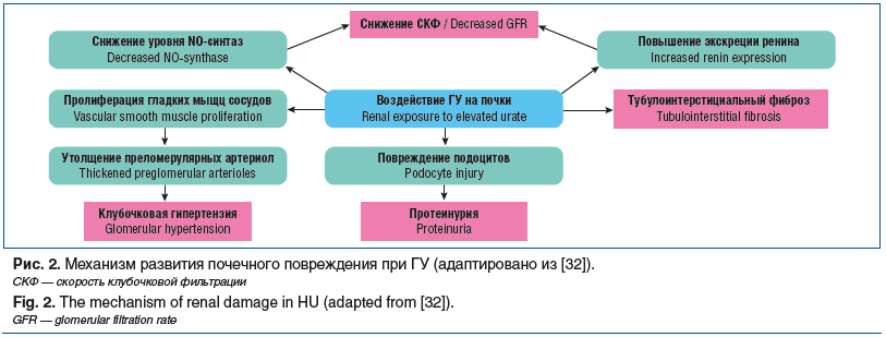 Рис. 2. Механизм развития почечного повреждения при ГУ (адаптировано из [32]). СКФ — скорость клубочковой фильтрации Fig. 2. The mechanism of renal damage in HU (adapted from [32]). GFR — glomerular filtration rate
