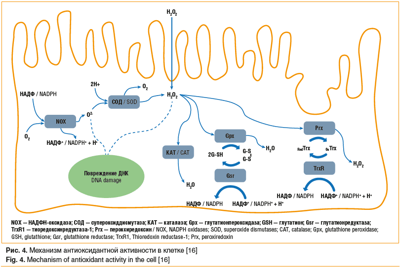 Рис. 4. Механизм антиоксидантной активности в клетке [16] Fig. 4. Mechanism of antioxidant activity in the cell [16]