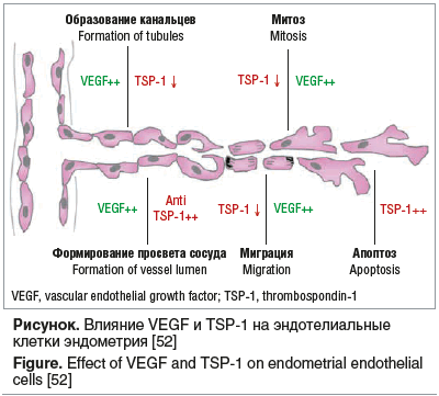 Рисунок. Влияние VEGF и TSP-1 на эндотелиальные клетки эндометрия [52] Figure. Effect of VEGF and TSP-1 on endometrial endothelial cells [52]