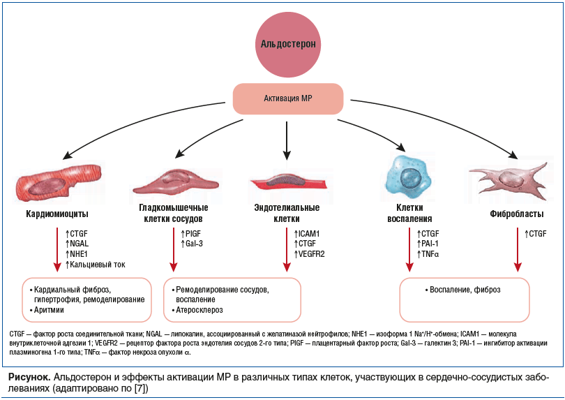 Рисунок. Альдостерон и эффекты активации МР в различных типах клеток, участвующих в сердечно-сосудистых заболеваниях (адаптировано по [7])