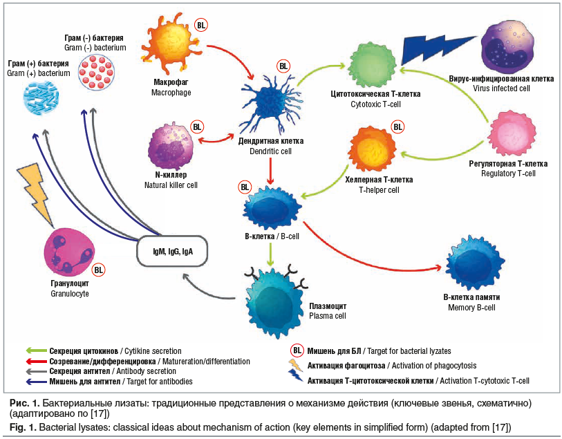 Рис. 1. Бактериальные лизаты: традиционные представления о механизме действия (ключевые звенья, схематично) (адаптировано по [17]) Fig. 1. Bacterial lysates: classical ideas about mechanism of action (key elements in simplified form) (adapted from [17])