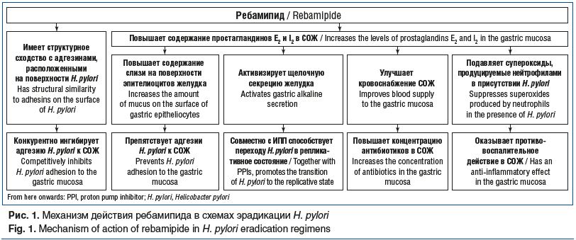 Рис. 1. Механизм действия ребамипида в схемах эрадикации H. pylori Fig. 1. Mechanism of action of rebamipide in H. pylori eradication regimens