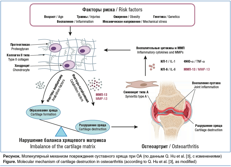 Рисунок. Молекулярный механизм повреждения суставного хряща при ОА (по данным Q. Hu et al. [3], с изменениями) Figure. Molecular mechanism of cartilage destruction in osteoarthritis (according to Q. Hu et al. [3], as modified)