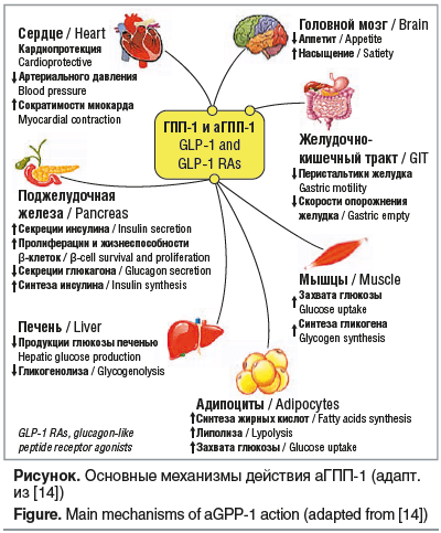 Рисунок. Основные механизмы действия аГПП-1 (адапт. из [14]) Figure. Main mechanisms of aGPP-1 action (adapted from [14])