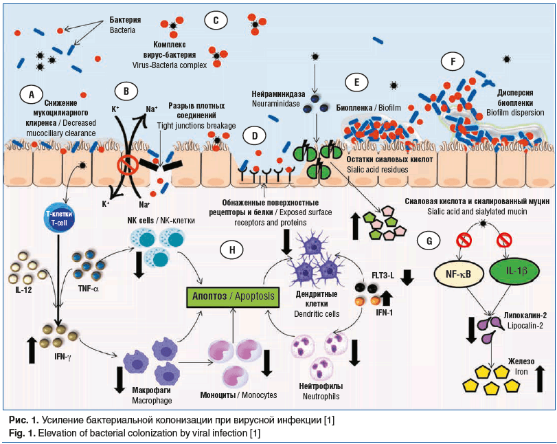 Рис. 1. Усиление бактериальной колонизации при вирусной инфекции [1] Fig. 1. Elevation of bacterial colonization by viral infection [1]