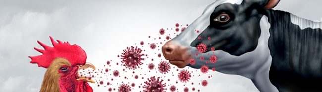 Роспотребнадзор ведет дополнительный мониторинг за гриппом птиц в животноводческих хозяйствах с содержанием коров