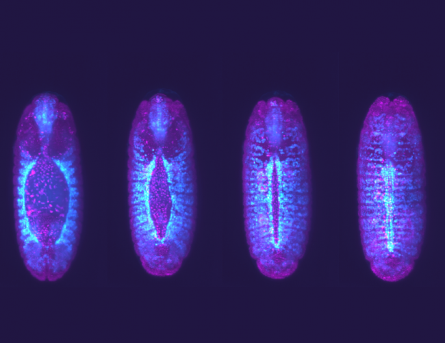 BPJ: раскрыт необычный механизм объединения сердечных клеток в эмбрионе