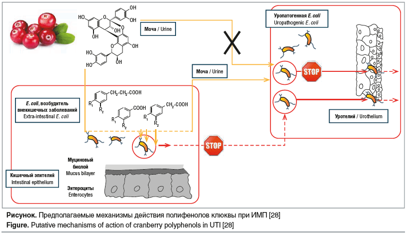 Рисунок. Предполагаемые механизмы действия полифенолов клюквы при ИМП [28] Figure. Putative mechanisms of action of cranberry polyphenols in UTI [28]
