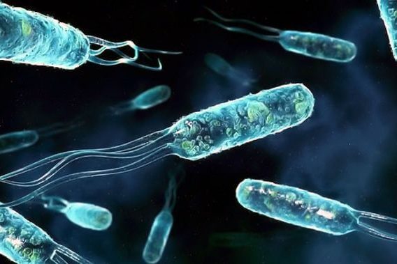 NatCom: создана карта эволюции бактерий для борьбы с устойчивыми инфекциями