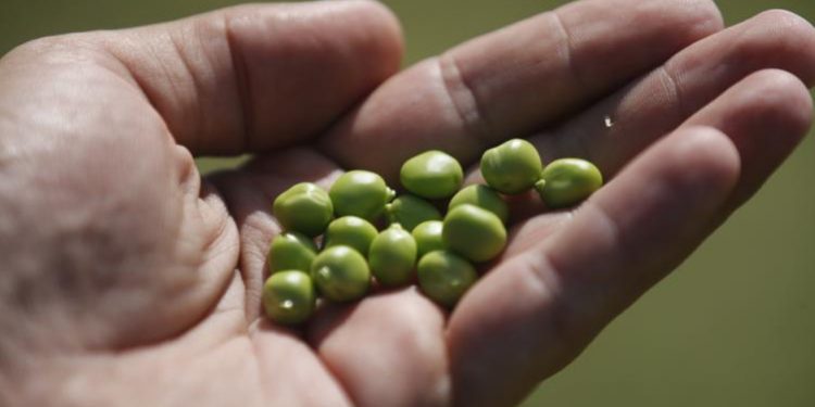 Большая польза в маленькой горошине