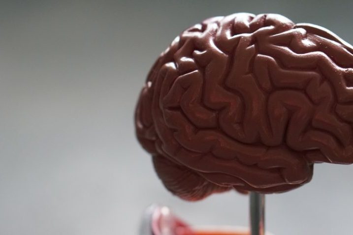 Neuropsy: мозг разделен на полушария для управления зрением, а не