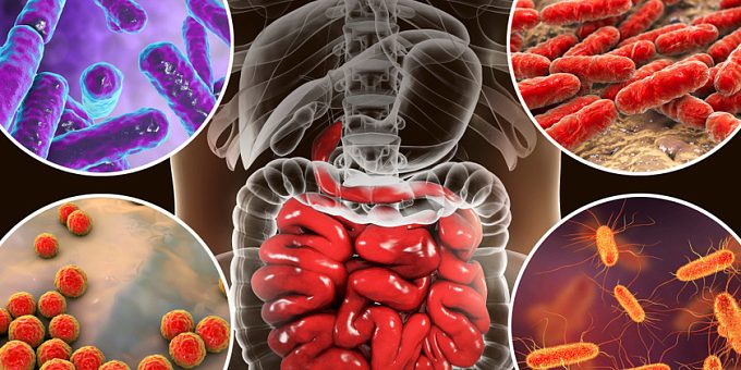 ERHM: микрофлора кишечника способствует старению