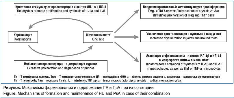 Рисунок. Механизмы формирования и поддержания ГУ и ПсА при их сочетании Figure. Mechanisms of formation and maintenance of HU and PsA in case of their combination