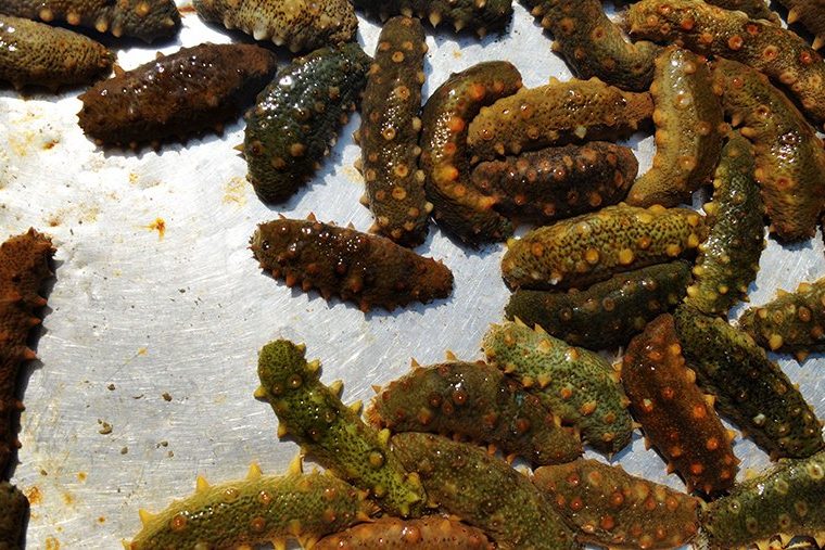 Glycobiology: морской огурец поможет в борьбе против рака