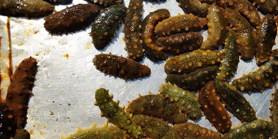 Glycobiology: морской огурец поможет в борьбе против рака