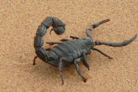 SPRF: токсин амазонского скорпиона убивает раковые клетки молочной железы