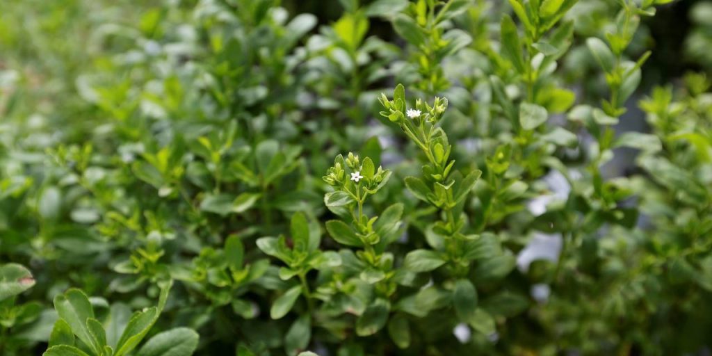 Популярный подсластитель оказался мощным оружием в борьбе с раком