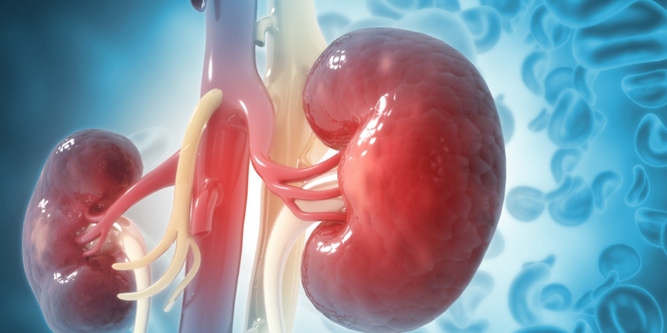 Nature: гормон эстроген может защищать женщин от острого повреждения почек