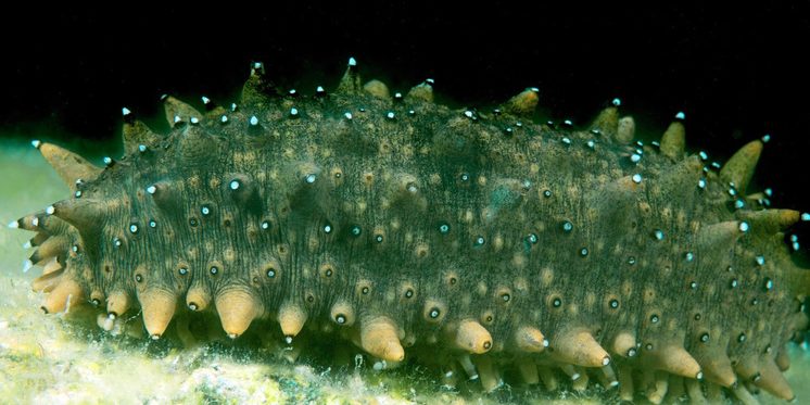 Московские учёные нашли применение морскому огурцу в контексте химиотерапии