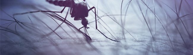 В Нью-Йорке подтвержден первый незавозной случай лихорадки чикунгунья