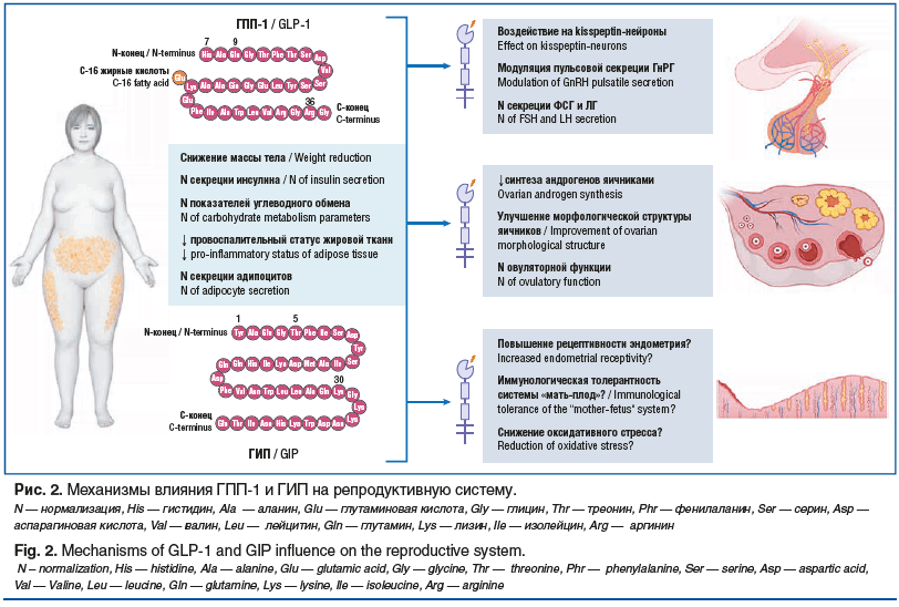Рис. 2. Механизмы влияния ГПП-1 и ГИП на репродуктивную систему. N — нормализация, His — гистидин, Ala — аланин, Glu — глутаминовая кислота, Gly — глицин, Thr — треонин, Phr — фенилаланин, Ser — серин, Asp — аспарагиновая кислота, Val — валин, Leu — лейци