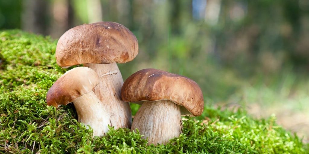 «Можно сравнить с мясом»: эксперт Попкова указала на особую пользу