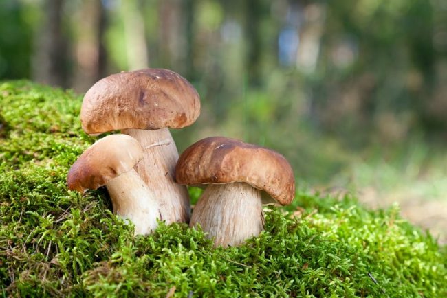 «Можно сравнить с мясом»: эксперт Попкова указала на особую пользу