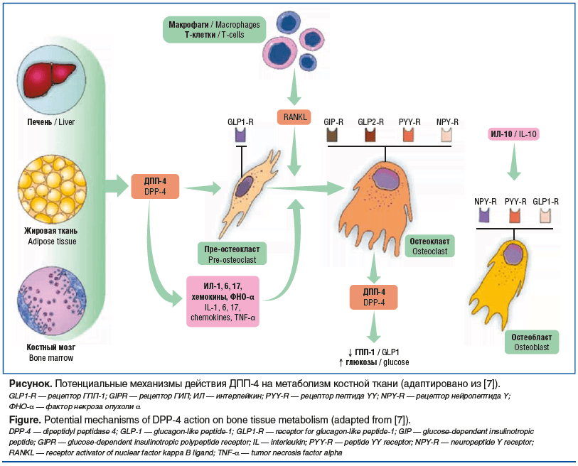 Рисунок. Потенциальные механизмы действия ДПП-4 на метаболизм костной ткани (адаптировано из [7]). GLP1-R — рецептор ГПП-1; GIPR — рецептор ГИП; ИЛ — интерлейкин; PYY-R — рецептор пептида YY; NPY-R — рецептор нейропептида Y; ФНО-α — фактор некроза опухоли
