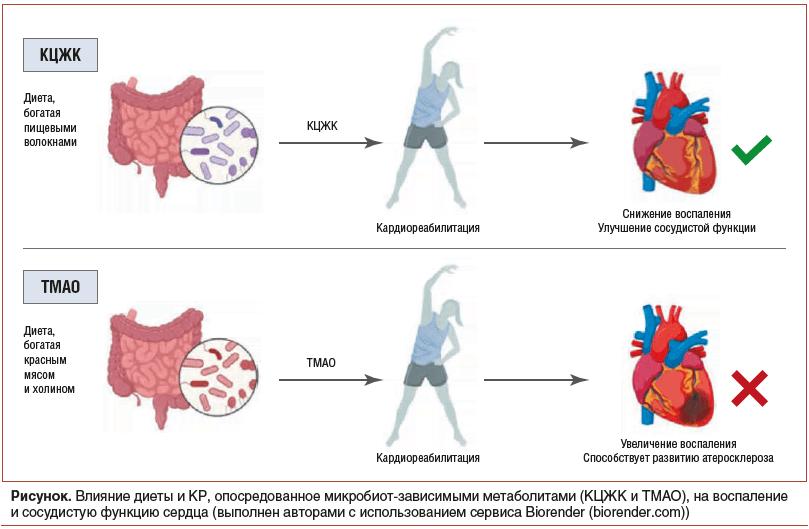 Рисунок. Влияние диеты и КР, опосредованное микробиот‑зависимыми метаболитами (КЦЖК и TMAO), на воспаление и сосудистую функцию сердца (выполнен авторами с использованием сервиса Biorender (biorender.com))