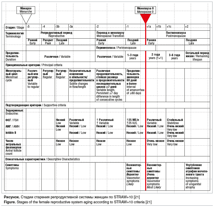 Рисунок. Стадии старения репродуктивной системы женщин по STRAW+10 [21] Figure. Stages of the female reproductive system aging according to STRAW+10 criteria [21]