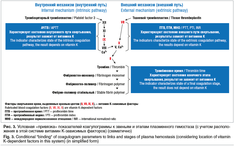 Рис. 3. Условная «привязка» показателей коагулограммы к звеньям и этапам плазменного гемостаза (с учетом располо- жения в этой системе витамин К-зависимых факторов) (схематично) Fig. 3. Conditional 