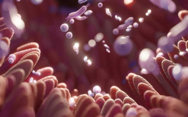 Изменение микробиома кишечника связано с прогрессированием болезни Альцгеймера