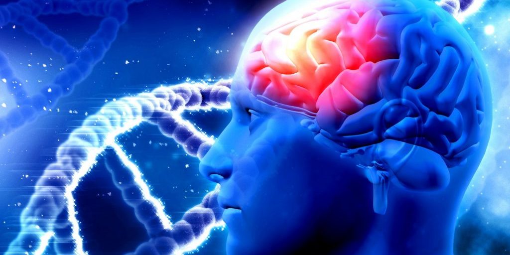 Мозг играет удивительную роль в восстановлении после инфаркта