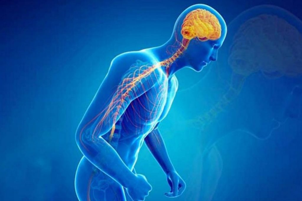 Болезнь Паркинсона может распространяться через иммунные клетки кишечника