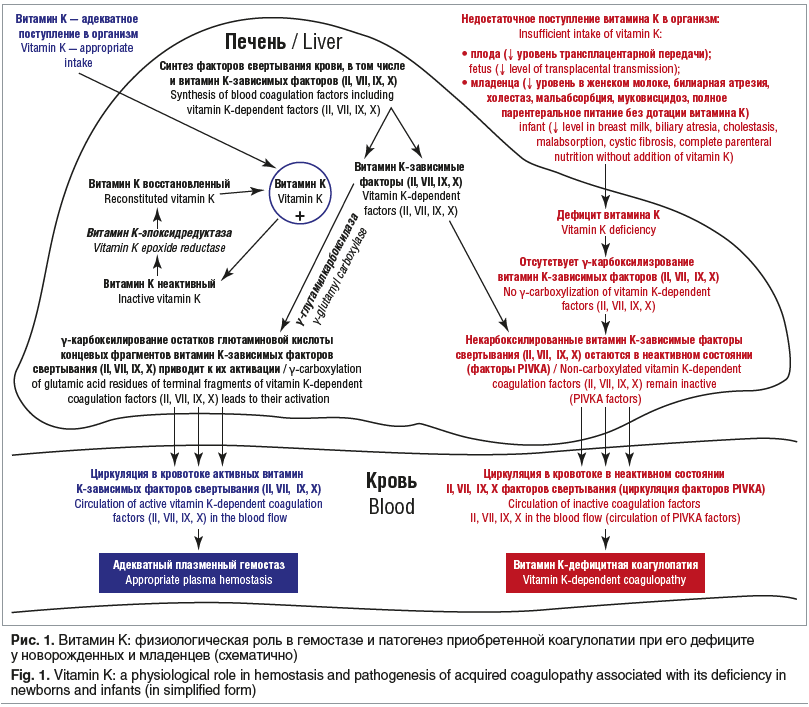 Рис. 1. Витамин К: физиологическая роль в гемостазе и патогенез приобретенной коагулопатии при его дефиците у новорожденных и младенцев (схематично) Fig. 1. Vitamin K: a physiological role in hemostasis and pathogenesis of acquired coagulopathy associated