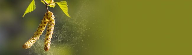 Пермские ученые разработали первую в России программу для борьбы с сезонной аллергией