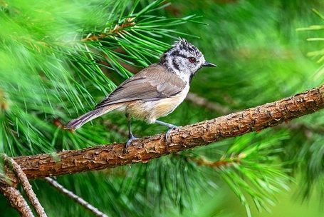 Наблюдение за птицами может изменять мозг и укреплять его защиту