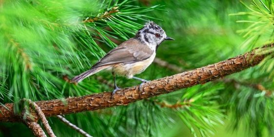 Наблюдение за птицами может изменять мозг и укреплять его защиту