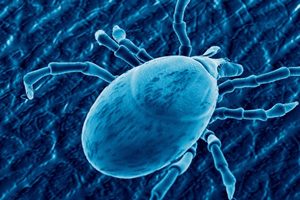 Больше 80% случаев укусов клещей приходится на мужчин