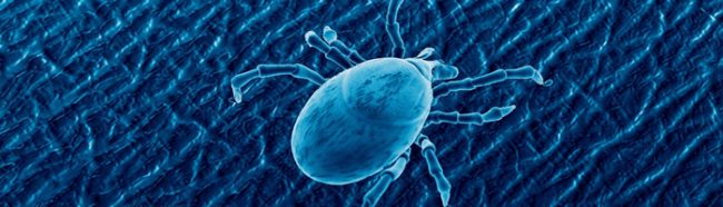 Больше 80% случаев укусов клещей приходится на мужчин