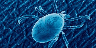 В 2025 году был выпущен минимальный за последние четыре года объем вакцин от клещевого