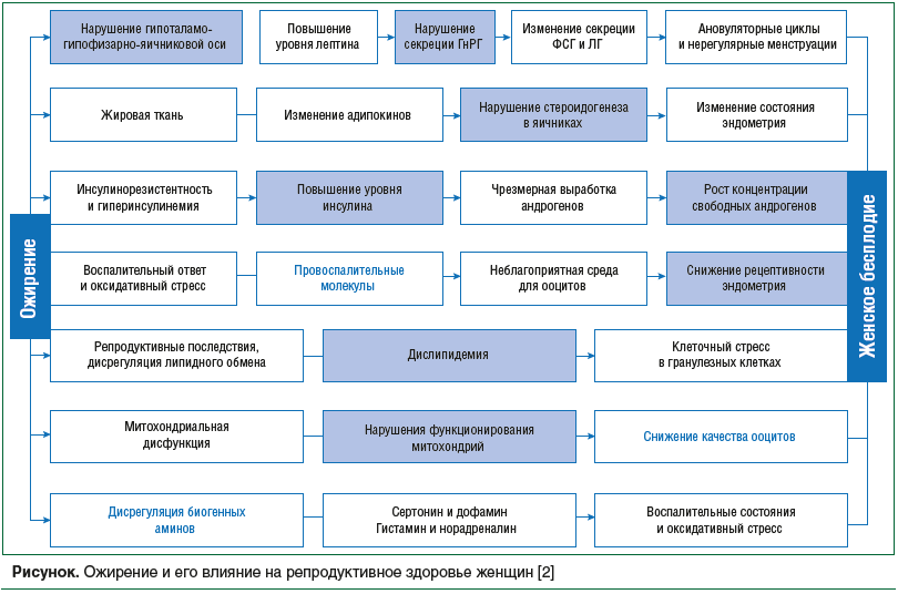 Рисунок. Ожирение и его влияние на репродуктивное здоровье женщин [2]