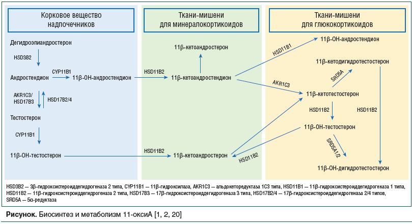 Рисунок. Биосинтез и метаболизм 11-оксиА [1, 2, 20]